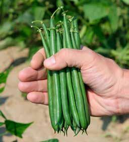 BEAN ALDRIN (HMX 3122) Fresh Market / bagging bean Patent Pending Good yield potential Straight pods High quality, dark glossy pods Approximate days to maturity Plant habit Pod position Pod length 56