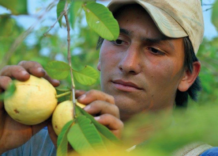 Mahetootmine Kuigi Fairtrade sertifitseerimissüsteem seda ei nõua, omab 52% õiglase kaubanduse organisatsioonidest mahesertifikaati.