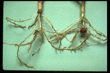 Root Knot Nematodes endoparasites over 1,500