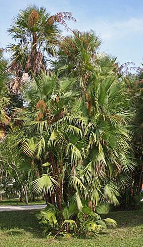 Acoelorrhaphe wrightii is also called the paurotis palm or Everglades palm. It is native to far southwest Florida, in the Florida Everglades, as well as parts of the Caribbean and Central America.