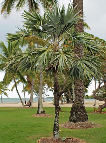 found elsewhere in the Caribbean. Leucothrinax is a solitary fan palm that grows to 15 feet, but with extreme age can reach 30 feet. Home is in alkaline sands or rock.