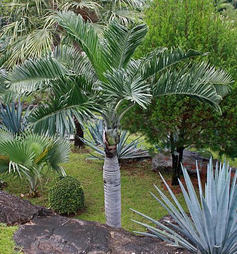 With its medium green leaves that are light silver beneath, this is another palm that is ideal for small landscapes. It is also quite drought tolerant and handles salt wind well.