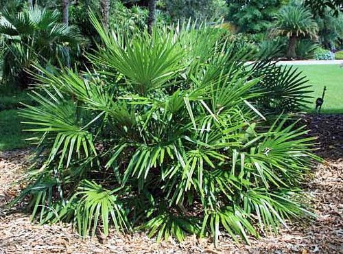 Rhapidophyllum hystrix or commonly called needle palm such as Europe because of its cold hardiness and beauty.