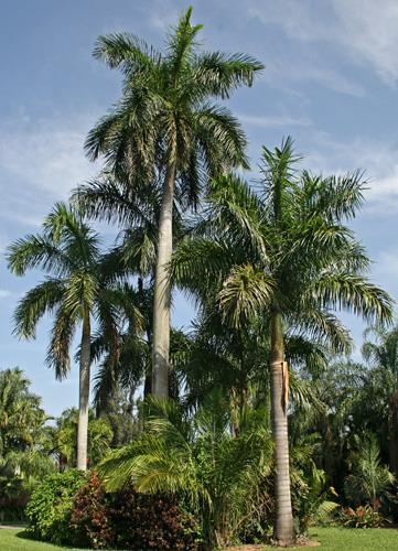 The royal palm is a large crownshaft, feather palm that can grow to 90 feet, but is normally seen up to 50 or 60 feet. It mostly grows in swampy areas where it is occasionally flooded.
