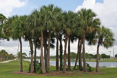 It does well in North Florida and may well be another palm that has long been treated as a southeastern native, but is only actually native to central and north central Florida.