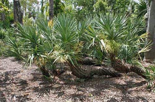 understory palm in some shade or as a full sun subject. Sabal palmetto, or commonly known palmetto or cabbage palm, is a common sight throughout Florida.