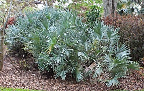 It is a solitary fan palm to 60 feet and occasionally taller with a stem covered in old leaf basis until older, when a rather rough grey stem is revealed.