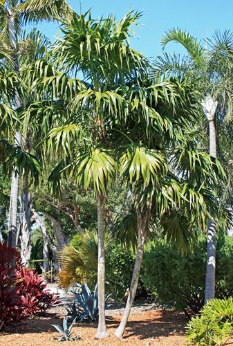 harvested and turned into a popular remedy for prostate problems. Saw palmetto gets its popular name from the tiny teeth or serrations along both sides of the leaf petioles.