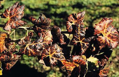 Grapevine leafroll disease symptoms in