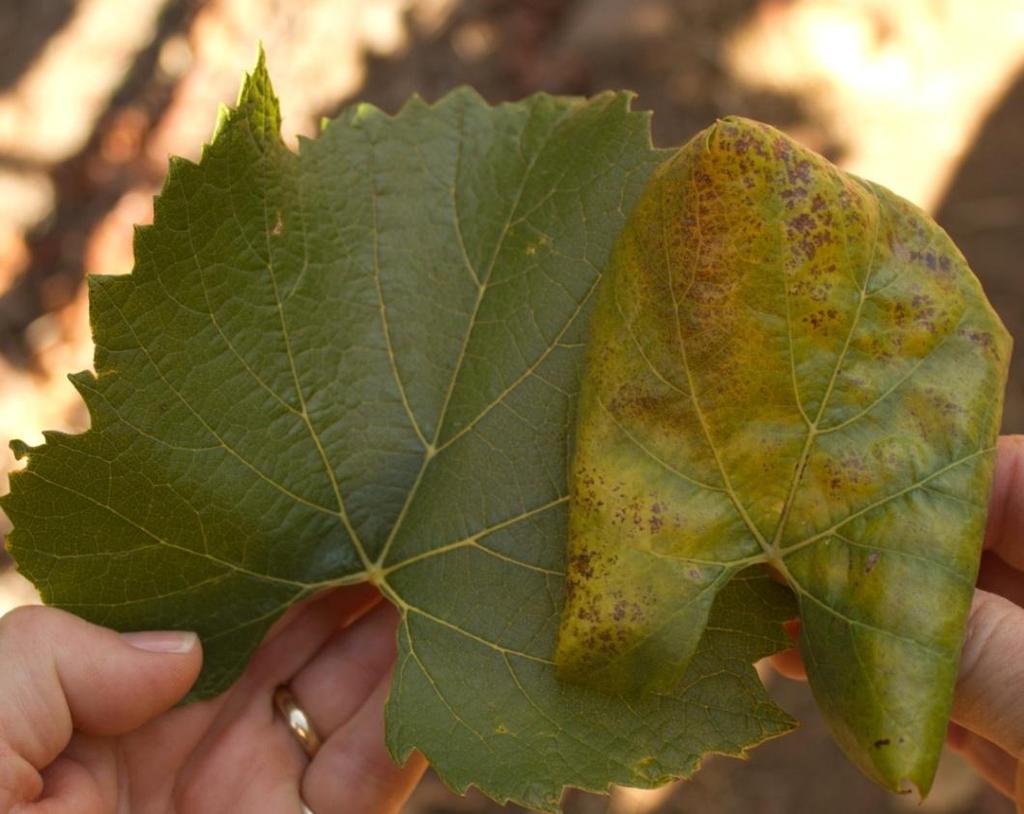Leafroll symptoms on White-fruited Varieties Chlorosis Leaf margins