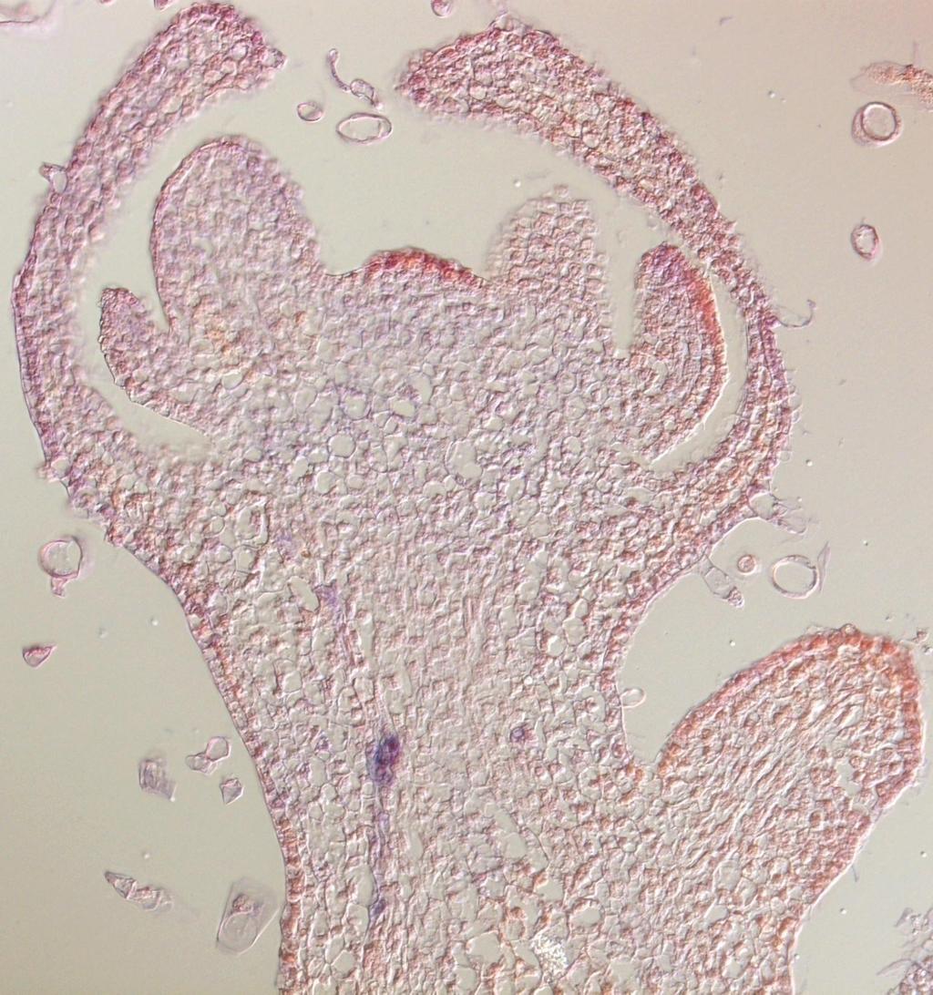 Meristem dome Virus in protophloem Nicotiana benthamiana shoot apex