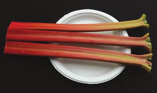 RHUBARB Rhubarb prefers cool weather and generally isn t harvested after early July. Keeping plants moist and well-fertilized may help maintain production later in the season.