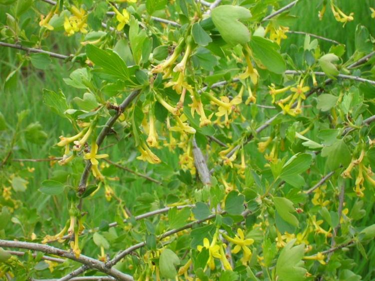 Golden Current Latin Name: Ribes aureum Family: Grossulariaceae