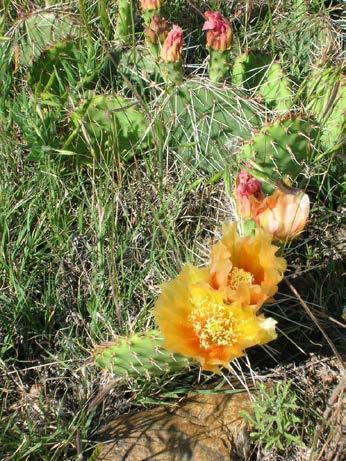 Names: Bushy Eriogonum Prickly Pear Cactus Latin Name: Opuntia