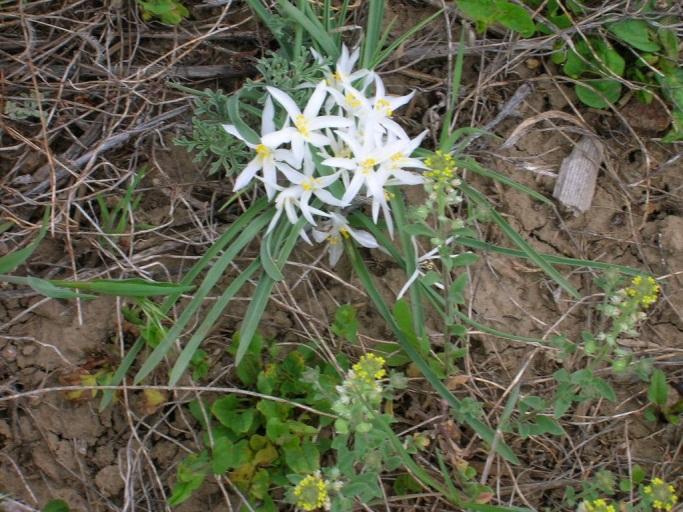 Sand Lily Latin Name: Leucocrinum montanum Family: