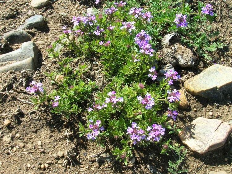 Family) Blooms April to May Showy Vervain Latin Name: