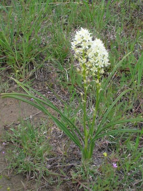 Spiderlily, Western Spiderwort Spike Gilia Latin Name: Ipomopsis