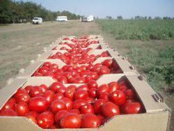 tons of tomato based products - 22 000