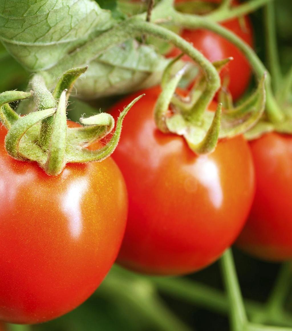 Competitive Advantages Growing our own tomatoes allows us to control high quality of our products as tomatoes are delivered from our fields to our factory within 4 hours Control over the quality of
