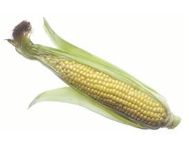 Plant Based Food Research Corn Originated from Mexico 5,000 years ago Corn was called maize by the native people in Mesoamerica It saved the colonists from starvation Corn was disovered to be a