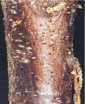 Diagnostic features Dark brown or purple patches on bark in early stages of infection.