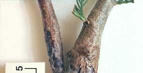 Cankers (sunken areas) appear on branches and stem and in branch axils and may become swollen and distorted as