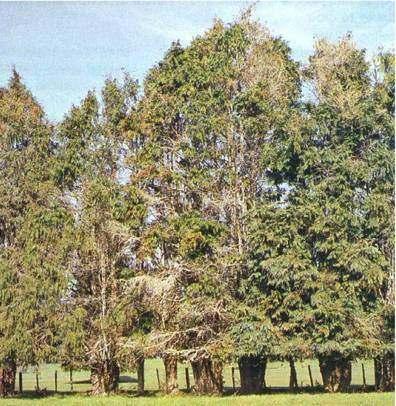 Cypress canker Forest Pathology in New Zealand No. 8 Based on H.