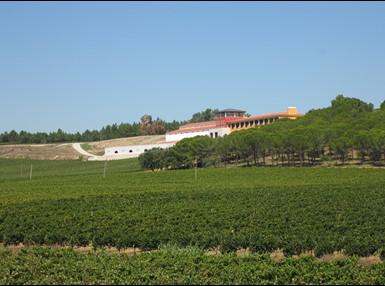 The vines in the Bairrada region are generally grown on flat land in a region that is a major red wine producer of Portugal.
