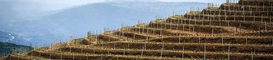 The region has Portugal s highest wine classification as a Denominação de Origem Controlada (DOC).