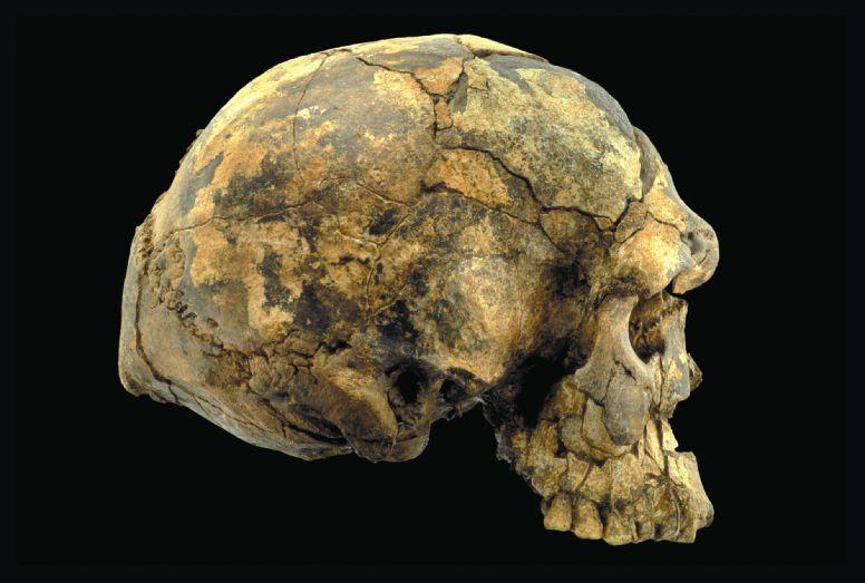 Herto Cranium Herto cranium from Ethiopia, dated 160,000 154,000 ya.