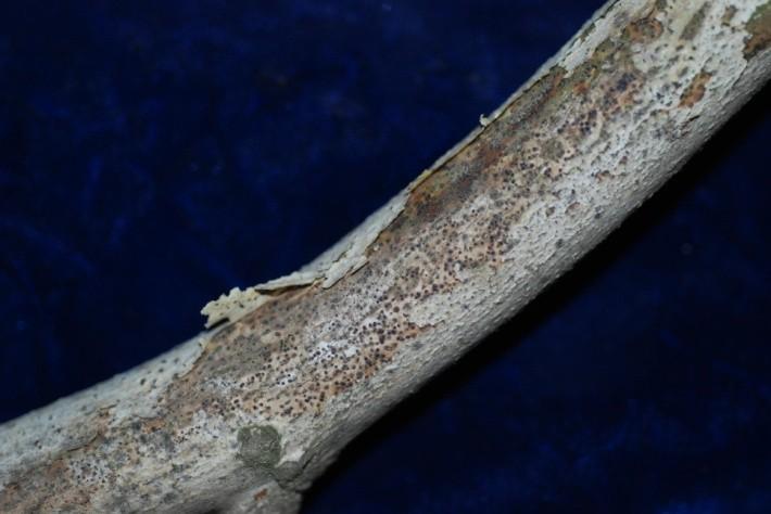 rapidly along the shoot. Beneath the bark the cambial and cortical tissues are brown with black margins.