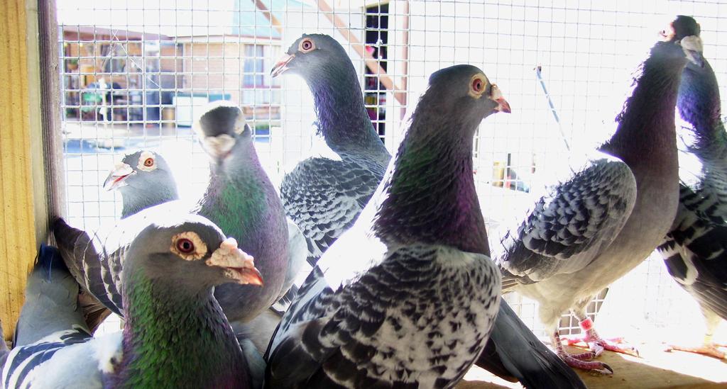 Brown s Premium Pigeon Feed Brown s Premium Pigeon Feeds are recognized as some