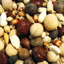 American Series Brands Brand Feed Image Ingredients Guaranteed Analysis Rock Mix Contains no corn. A selection of seeds containing energy for breeding and conditioning.