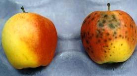 Predicting Susceptibility of Gala Apples To Lenticel Breakdown Disorder: Guidelines for Using the Dye Uptake Test Dr. Eric Curry and Dr.