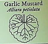 Garlic mustard (Alliara petiolata): Highly invasive- eat it up!