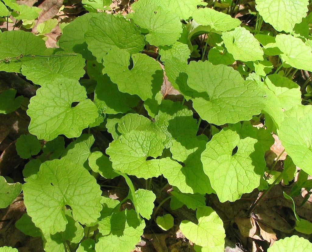 flavor Young leaves only Raw is best; salads, pestos, etc.