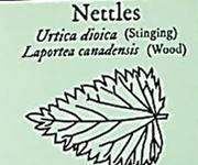 Nettles (Urtica & Laportea): Exceptionally nutritious and delicious leaves.