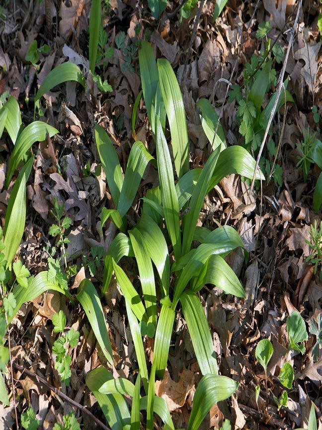 Ramps/Wild leeks (Allium