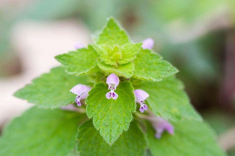 Ivy (Glechoma hederacea) All are 3 are