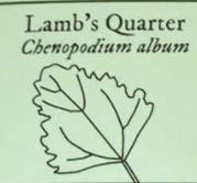 Lamb s quarter (Chenopodium album): Excellent flavor both cooked or raw,