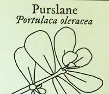 Purslane (Portulaca oleracea): A crisp,