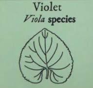 Violet (Viola spp.