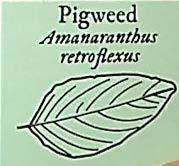 Pigweed (Amaranthus retroflexus):