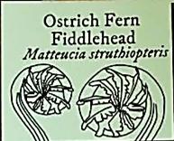 Ostrich Fern Fiddlehead (Matteucia struthiopteris): Native