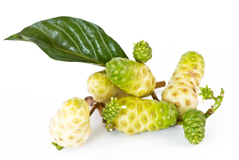 Growing Conditions Like any other plant or tree, the noni tree has its own specific conditions needed in which to grow properly.