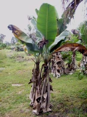 Good source of potassium, vitamins A, C and some B Inner heart of trunk can be cooked Grows well Green bananas