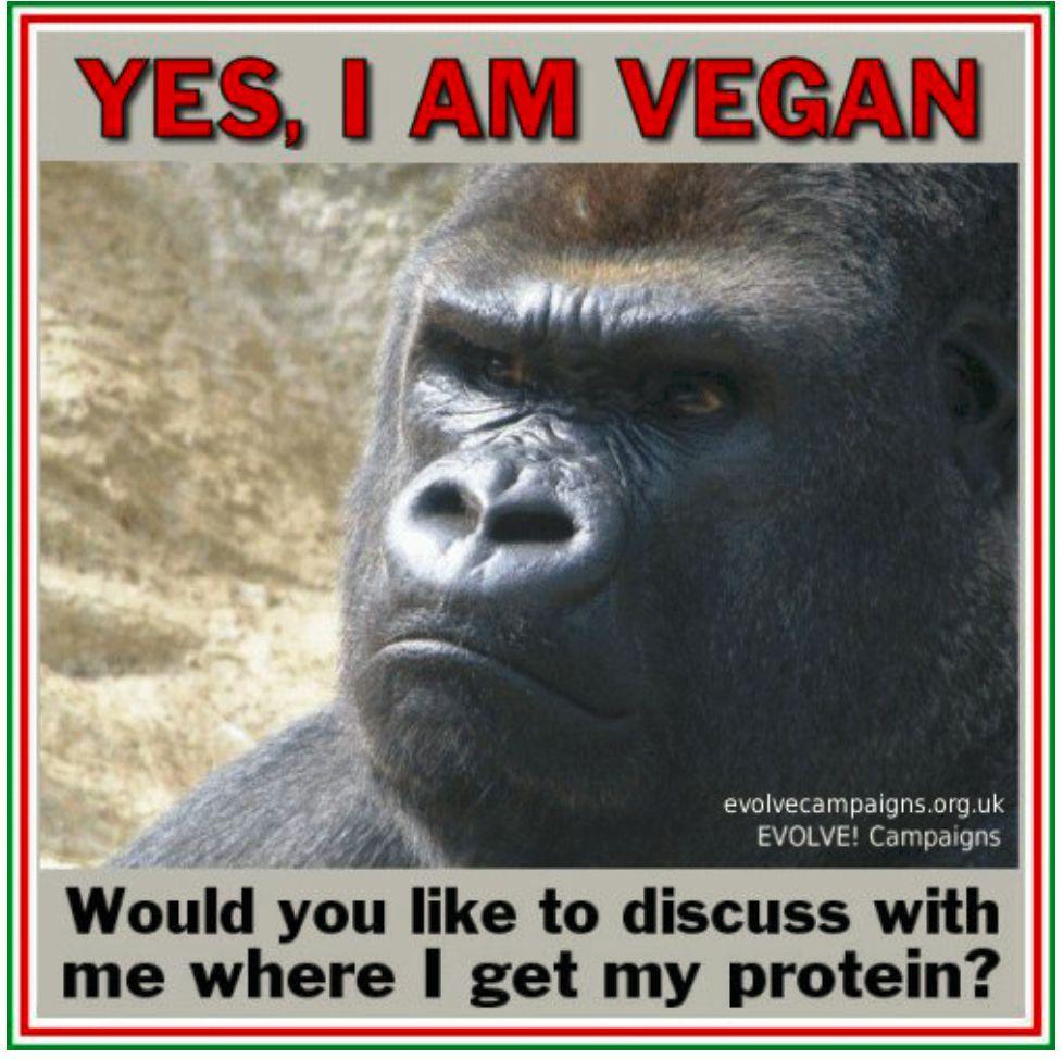 Neither vegans nor vegetarians eat meat, but get their protein from other sources. Aren t YOU glad HE doesn t eat meat?