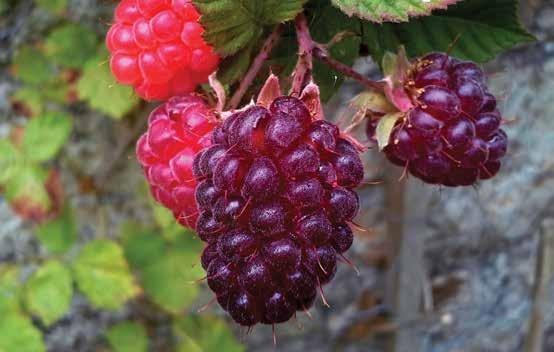 Loganberry snew A cross between a blackberry and a red raspberry. It is thornless and is vigorous growing. Produces dark red fruit for pies, jams and jellies and for eating fresh.