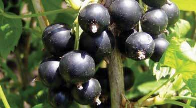 Jostaberry is a cross between a Gooseberry and a Black Currant. Thorn-free, vigorous and disease resistant. Fruit is high in vitamin C and forms in large clusters.