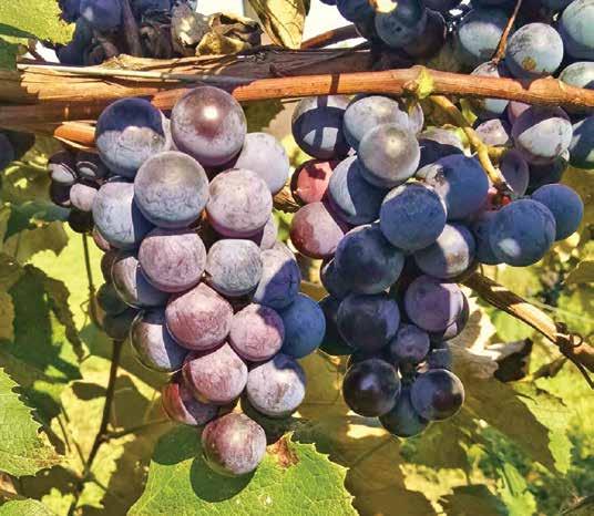 Grapes Grapes produce their fruit in the fall, mid-september until it freezes. How to Care for your Plants upon Arrival: Remove Grape plants from shipping box immediately.